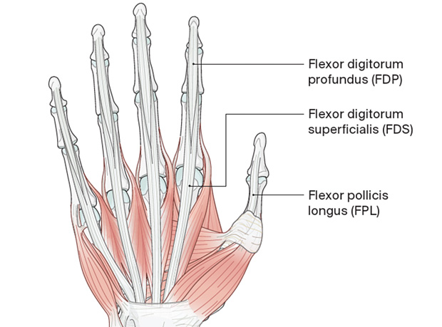 Anatomy of Hand Flexor Tendons (FDS & FDP)
