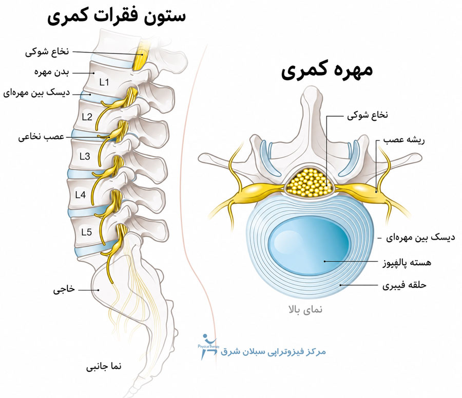 آناتومی ستون فقرات و دیسک‌ها