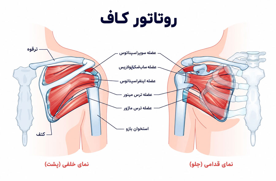 آناتومی مفصل شانه