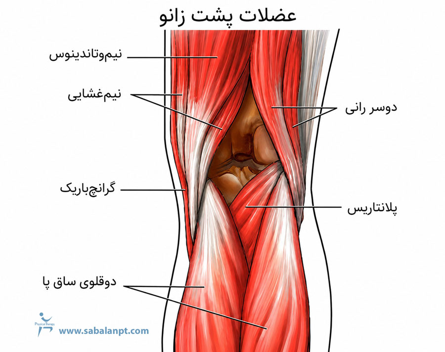 آناتومی عضلات پشت زانو